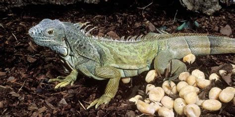 How To Take Care Of Iguana Eggs? | MyPetCareJoy