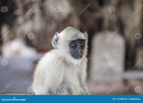 Little baby gibbon stock photo. Image of background - 111228756