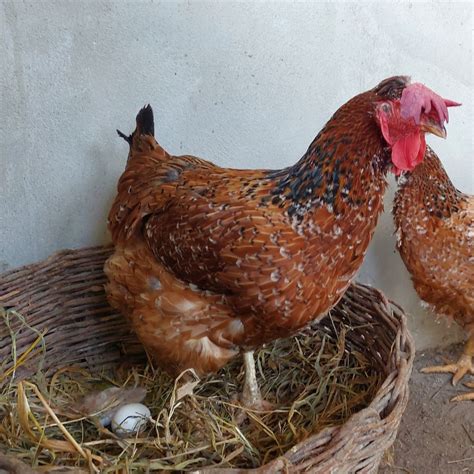 De Brinde Ovos De Galinha Sertaneja Bal O Loja Mundo Caipira