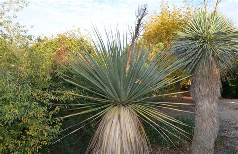 Nolina nelsonii Nelson's Blue Bear Grass | Garden Center Marketing