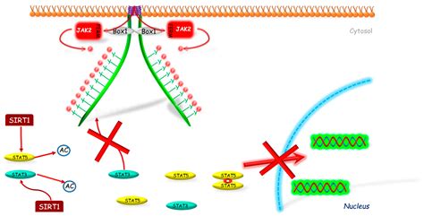 Ijms Free Full Text Post Receptor Inhibitors Of The Ghr Jak Stat