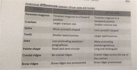 Evolution In Humans Flashcards Quizlet