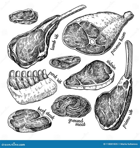 Raw Meat Set Vector Drawing Hand Drawn Beef Steak Pork Ham Lamb Rib