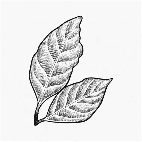 Premium Vector Hand Drawn Coffee Leaf Vector