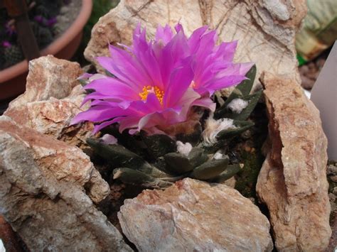 Ariocarpus Fotos De Los Ariocarpus Agavoides