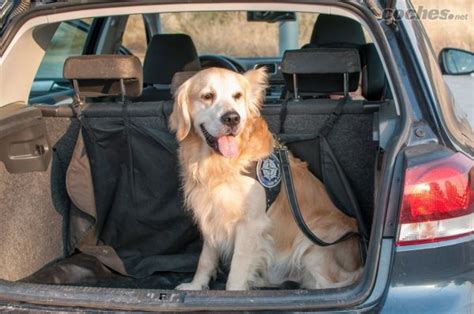 Forma Segura De Transportar Mascotas Archivos Segurosveterinarios