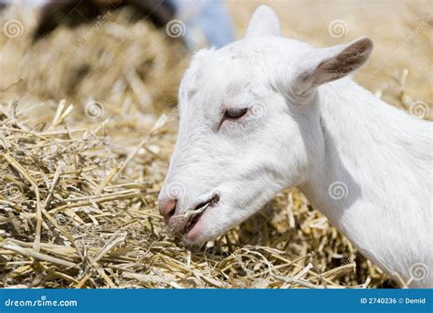 het jonge geitje van de geit het eten stock foto image  schepsel