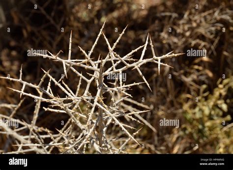 Thorn hedge hi-res stock photography and images - Alamy