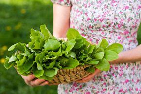 Que vegetais você pode cultivar em um quintal sombra Resposta