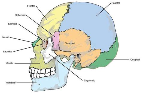 Axial Skeleton Skull Diagram