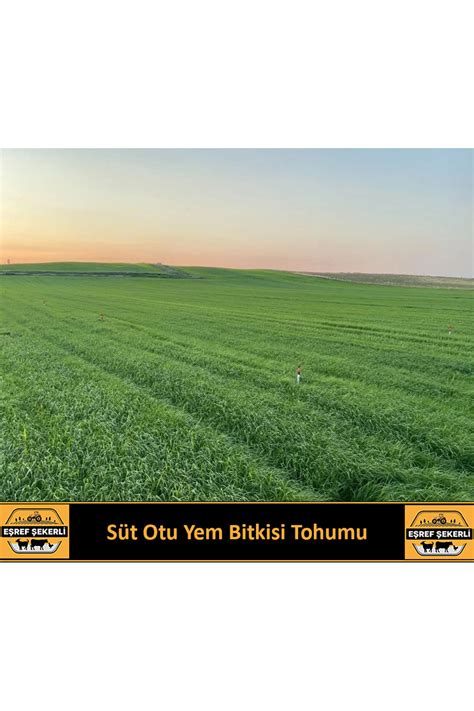 EŞREF ŞEKERLİ Çok Yıllık Rye Grass Reygras Otu süt Otu Tohumu 25 Kg