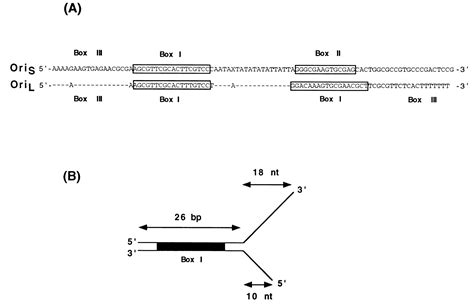 Unwinding Of The Box I Element Of A Herpes Simplex Virus Type 1 Origin