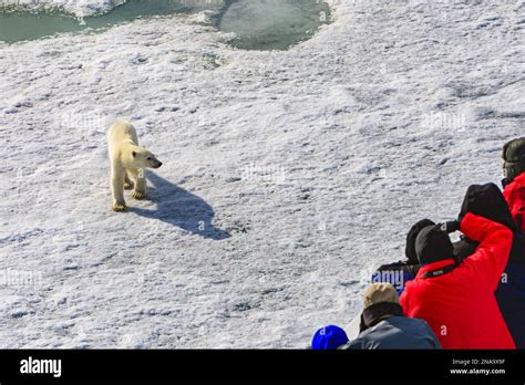 Curious Polar Bear Ursus Maritimus Approaches Ships Bow National