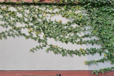 Planta De Enredadera Verde En La Pared Foto Premium