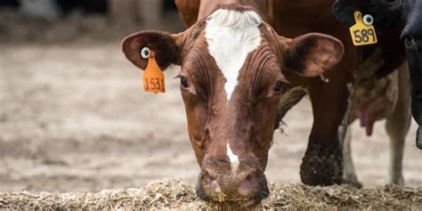 Health Alert Avian Influenza H5N1 Strain Jumps From Cow To Human