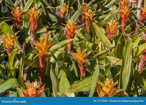 Yellow Orange Bromeliad Flowers Stock Photo Image Of Garden Leaf