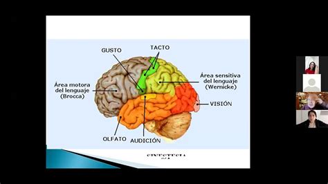 Curso Neurociencias Youtube