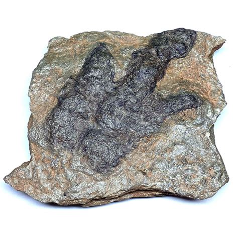 Grallator Therapod Natural Dinosaur Footprint Fossil - Cast a Stone