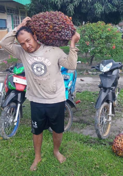 Tim Pengamanan Kebun Adolina PTPN IV Menggagalkan Pencurian Kelapa