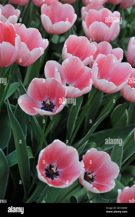 Pink Darwin Hybrid Tulips Tulipa Sweet Impression With Variegated