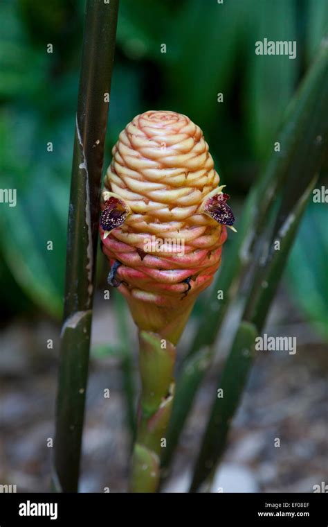 Beehive ginger plant outdoors Stock Photo - Alamy