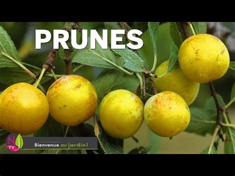 Prunes Reine Claude Mirabelle Quetsche Les Meilleures Vari T S Et