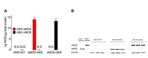 Western Blot Analysis Of NNOS And ENOS Expression In HEK Cell Clones