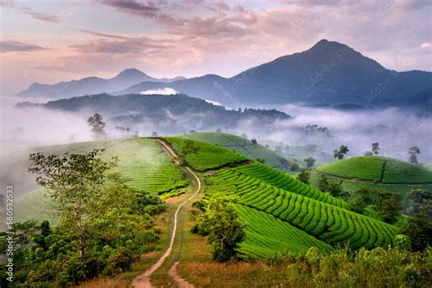 See the Long Coc tea hill, Phu Tho province, Vietnam in the morning ...