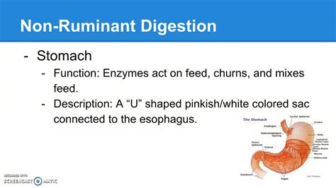 Non Ruminant Digestive System Diagram