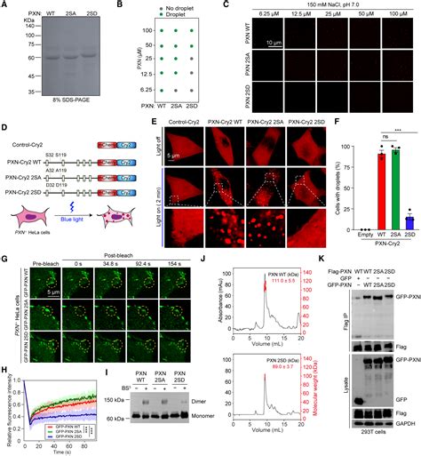 An Ulk Pxn Mechanotransduction Pathway Suppresses Breast Cancer Cell