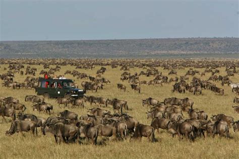 Best Serengeti Safari Tours Our Top Picks Go Africa