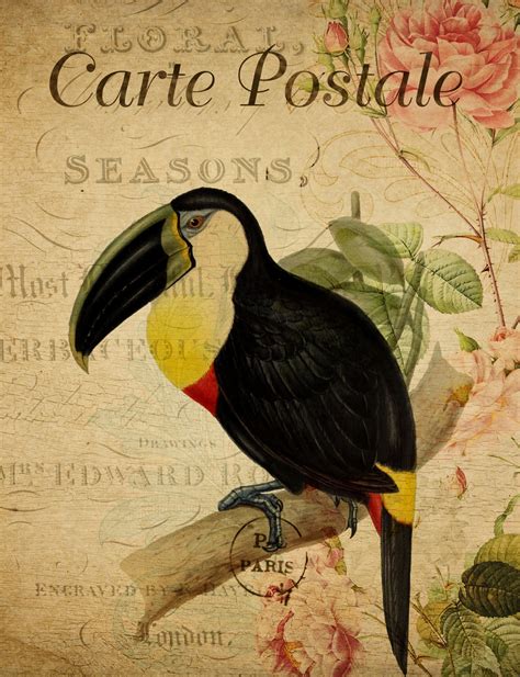 Toucan Vintage Floral Postcard Free Stock Photo Public Domain Pictures