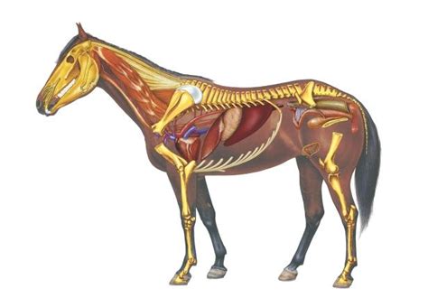 Equine anatomy explained | How It Works Magazine | Horse anatomy, Anatomy, Equines