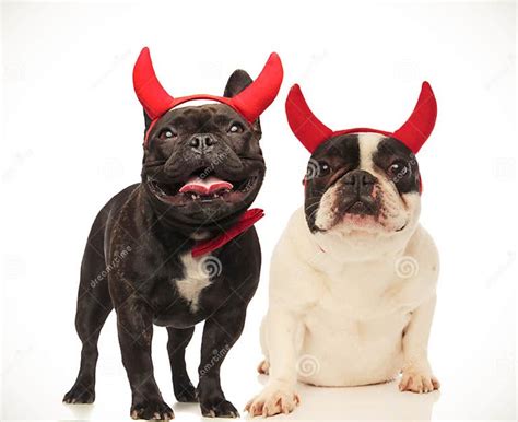 Couple Of Cute French Bulldogs Celebrating Halloween Dressed As Stock