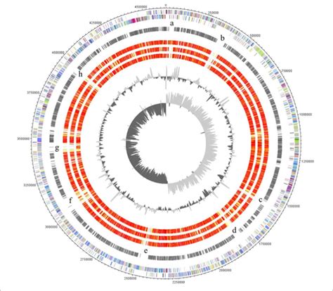 Circular Representation Of The Genome Comparison Of C Ljungdahlii