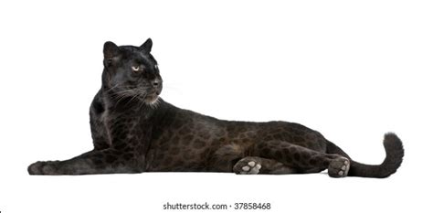 4670 Black Leopard No Background Images Stock Photos And Vectors