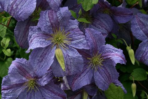 Clematis Viticella Emilia Plater Rosenschule Ruf