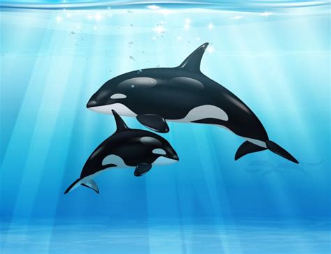 Dolphin And Killer Whale Realistic Icon Set Vector Image