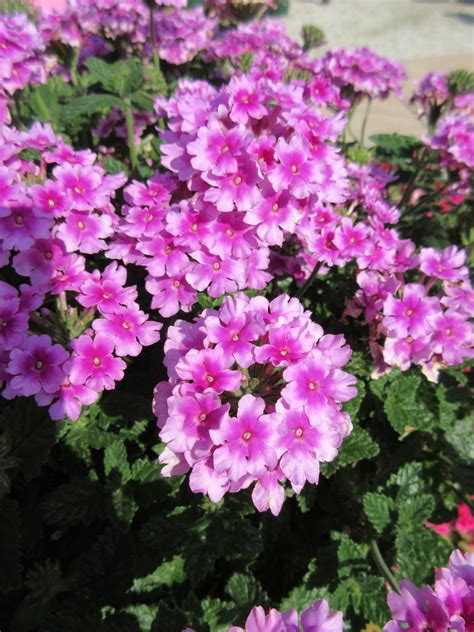 Aas Winner Verbena ‘endurascape Pink Bicolor All America Selections