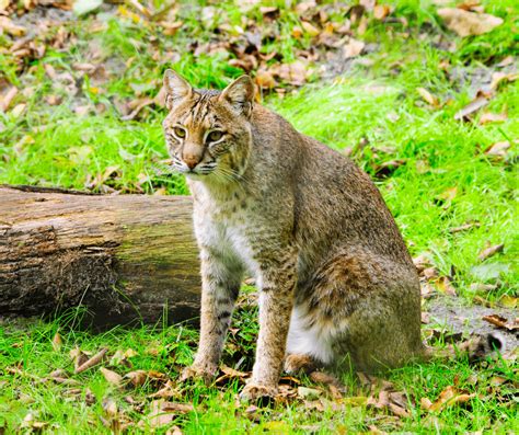 Top 92 Pictures Bobcat And Domestic Cat Mix Pictures Stunning