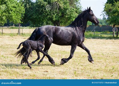 Friesian Horse with Foal Running Stock Photo - Image of paddock, grass: 31577372