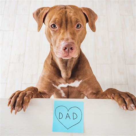Why Is My Dog Obsessively Licking Other Dogs? - PetHelpful