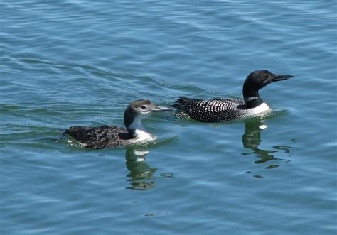 Minnesota State Bird Common Loon Common Loon State Birds Bird