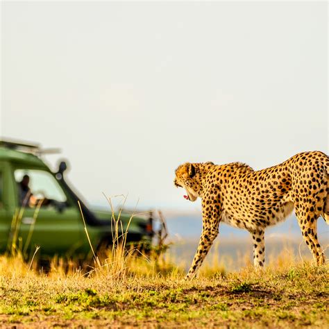 This Tour Company Says Travelers Want Unique Safari Adventures — Here’s ...