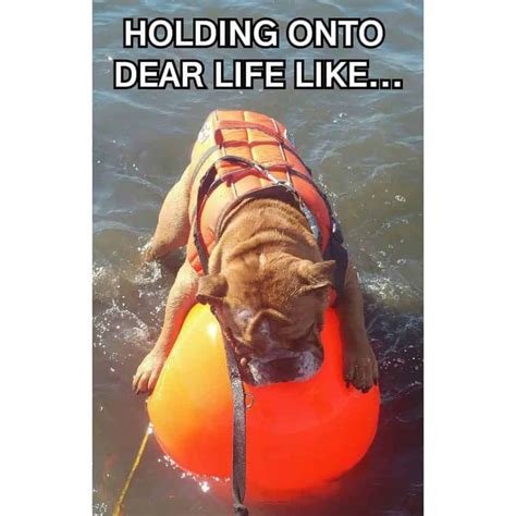 50+ Funniest Bulldog Meme