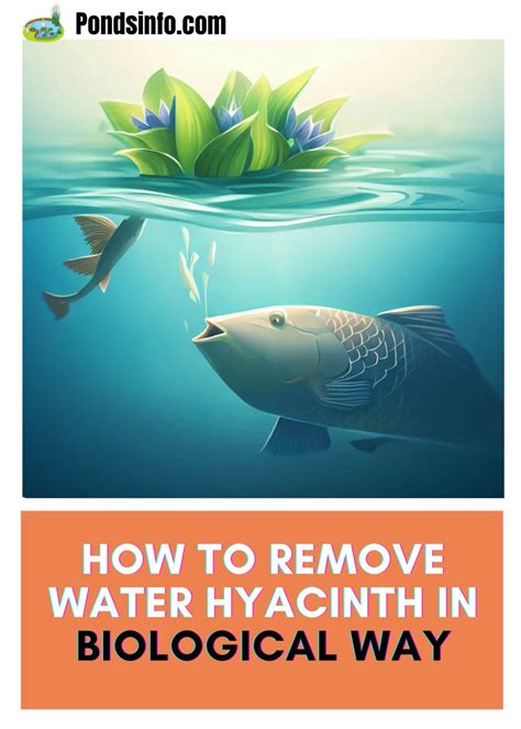 How To Get Rid Of Water Hyacinths In A Pond 5 Different Ways