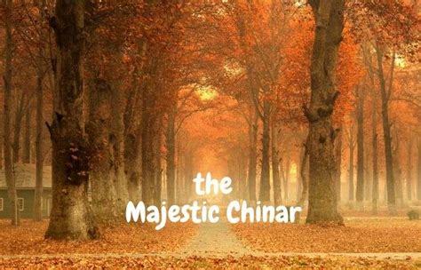 All You Need to Know About the Majestic Chinar Tree | Kashmirica