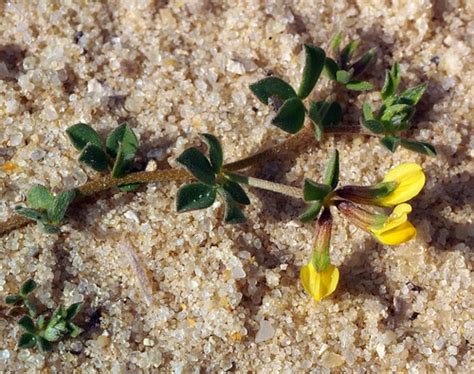 Petty Bird S Foot Trefoil Lotus Halophilus Inaturalist