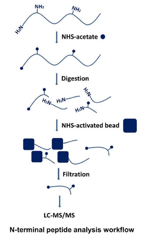 N Terminal Peptide Analysis Principle Free Amino Groups And Are Download Scientific