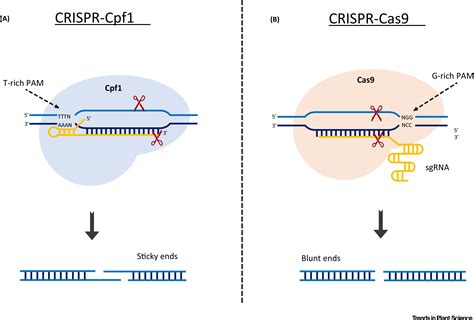 Crispr Cpf A New Tool For Plant Genome Editing Trends In Plant Science